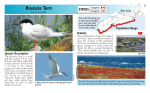 Roseate Tern - Species at Risk