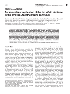 An intracellular replication niche for Vibrio cholerae in the amoeba