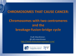 Chromosomes with two centromeres and the breakage