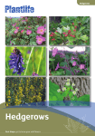Hedgerows - Plantlife