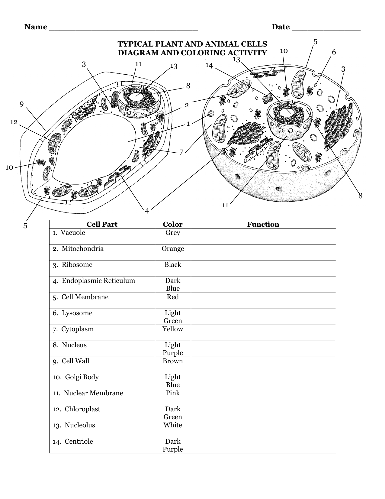 TYPICAL PLANT AND ANIMAL CELLS DIAGRAM AND COLORING Pertaining To Animal Cell Worksheet Answers