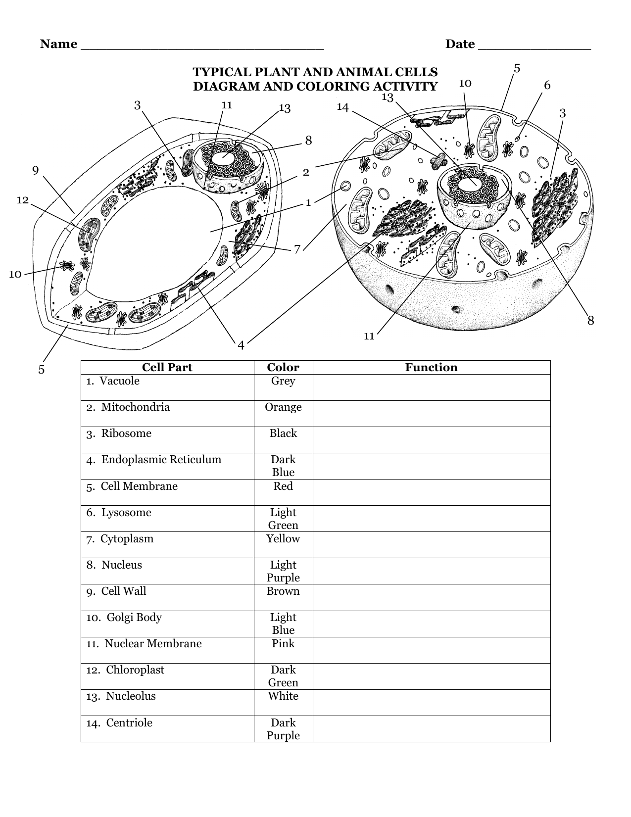 TYPICAL PLANT AND ANIMAL CELLS DIAGRAM AND COLORING Within Animal Cells Worksheet Answers