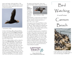 Bird - Cannon Beach Chamber Of Commerce