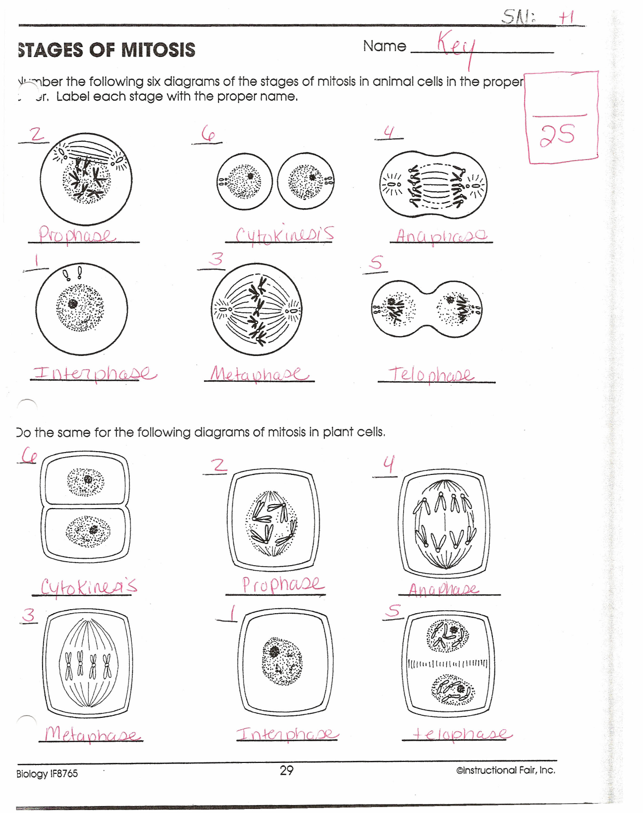 Phases Of Mitosis Worksheet Answers