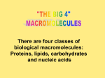 Proteins, lipids, carbohydrates and nucleic acids