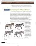 Explaining the Zebra`s Stripes - CEC-KGojara