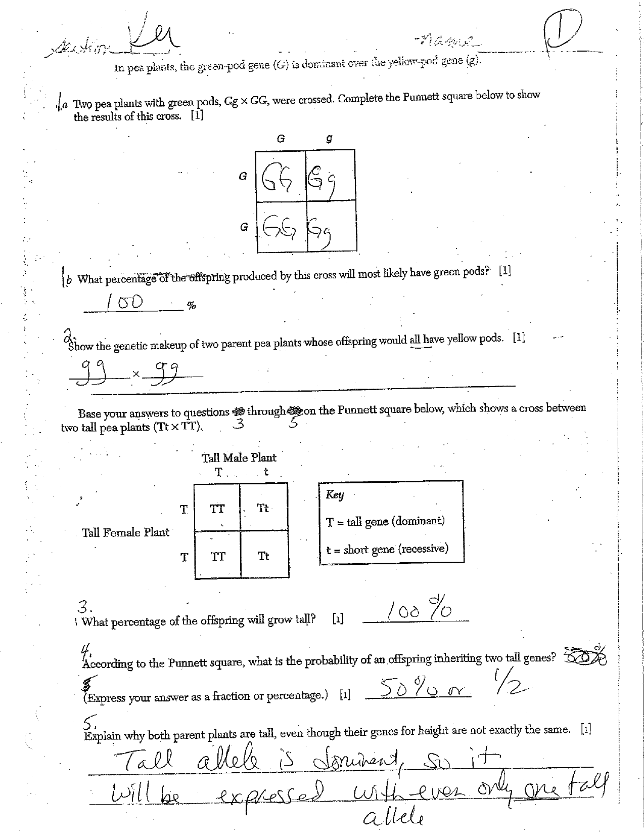 Review work answer Key In Codominance Worksheet Blood Types