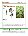 Sensitive fern - MSU College of Agriculture and Natural Resources