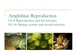 Amphibian Reproduction