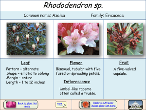 Rhododendron sp.