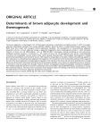 Determinants of brown adipocyte development and