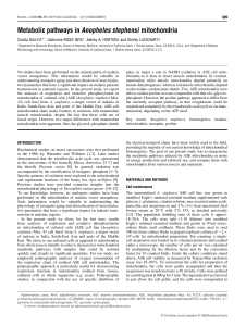 Metabolic pathways in Anopheles stephensi mitochondria