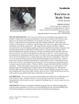 `Ewa`ewa or Sooty Tern - Maui Nui Seabird Recovery Project