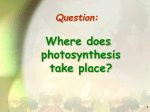 Where does photosynthesis take place?