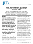 Simian immunodeficiency virus infection and immune responses in