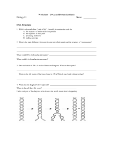Worksheet – DNA and Protein Synthesis Biology 11 Name: DNA
