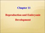 Chapter 11 Reproduction and Embryonic Development