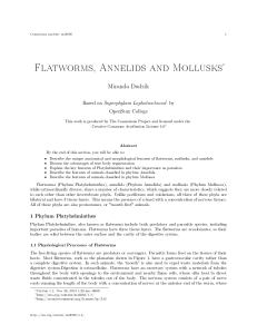 Flatworms, Annelids and Mollusks