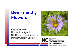 Bee Friendly Flowers - Pender County Center