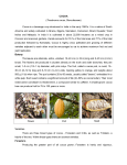 COCOA (Theobroma cacao, Sterculiaceae) Cocoa is a bevarage