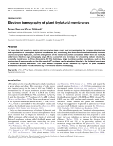 Electron tomography of plant thylakoid membranes