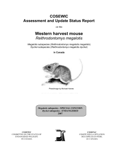 Western harvest mouse (Reithrodontomys megalotis)