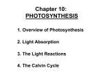 Chapter 10: PHOTOSYNTHESIS