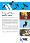 fruit bats - Hume City Council