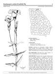 Gentianopsis crinita - Wildlife Resources Division