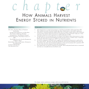 Chapter 32 - How Animals Harvest Energy Stored in Nutrients