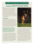 columbian white-tailed deer - National Wildlife Federation