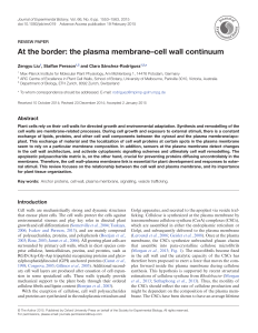 At the border: the plasma membrane–cell wall