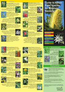 Guide to Native Plant Species for Mosman Gardens
