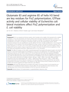 Glutamate 83 and arginine 85 of helix H3 bend are key residues for