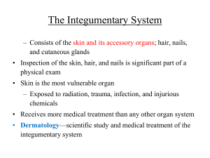 Chapter 7 The Integumentary System