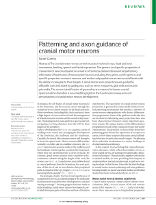 Patterning and axon guidance of cranial motor neurons