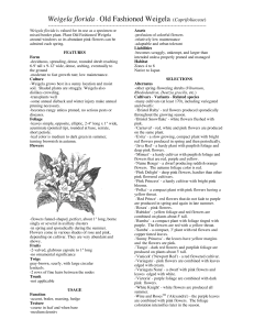 Weigela florida - Old Fashioned Weigela (Caprifoliaceae)