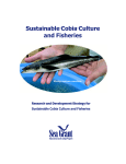 Sustainable Cobia Culture and Fisheries