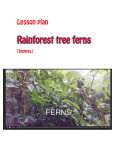 Rainforest tree ferns