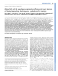 Zebrafish cdx1b regulates expression of downstream factors of