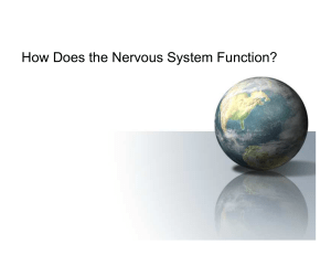 How Does the Nervous System Function?