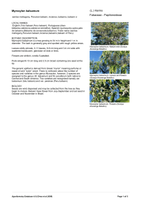 Myroxylon balsamum - World Agroforestry Centre