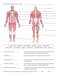 Physical Education: Major Muscles Name: 15. Muscular Enduran