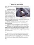 Tern, roseate - State of New Jersey