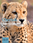 Cheetah - Panthera.org