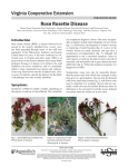 Rose Rosette Disease
