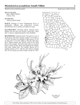 Rhododendron prunifolium - Wildlife Resources Division