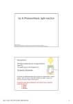 Lec 8: Photosynthesis: Light reaction