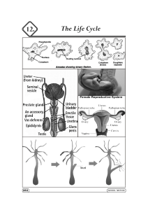 The Life Cycle 12. - mt