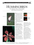 Hummingbirds: An Attractive Asset to Your Garden